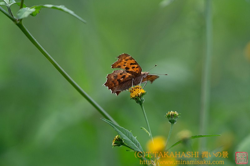 ../Images/7R241027 (136).jpg